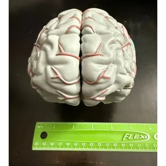 Life Size Human Brain Model - Medical Teaching (w/ 4 sections) EUC - Picture 9 of 10